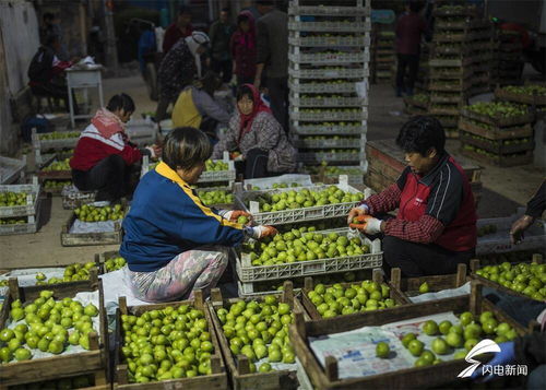 组图丨甜蜜来袭 威海荣成无花果秋果上市