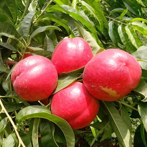 【预售】新鲜水果 新鲜桃子 油桃 非水蜜桃 孕妇应季水果 5斤包邮