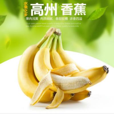 香蕉banana新鲜水果高州特产无催熟剂非米蕉粉蕉海南芭蕉3斤包邮