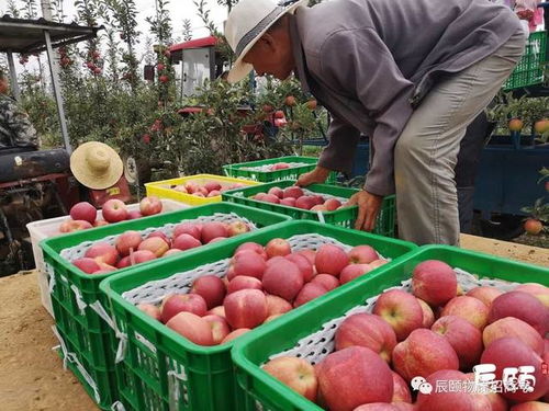 全网独售国产加力果 风味浓郁 可口多汁