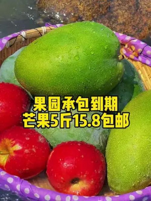 果园承包到期,芒果5斤装15.8包邮 芒果 果园直发 优质农产品 新鲜水果 芒果 当季水果